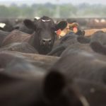 Opportunities, challenges for U.S. red meat exports in Africa