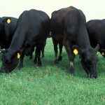 Managing price risk for cow-calf producers