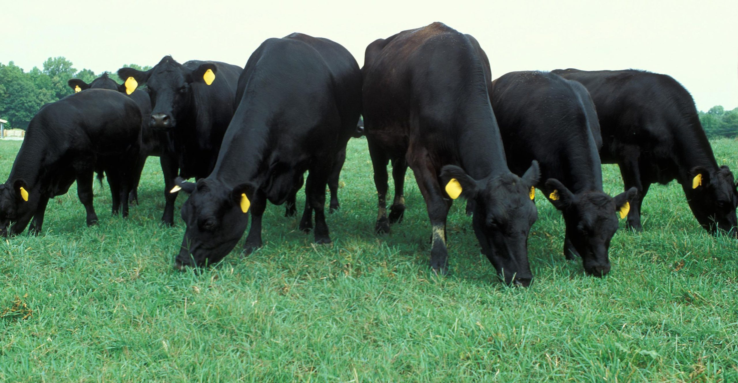 Early season pasture management | Beef Magazine