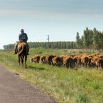 Agriculture low emissions ‘roadmap’ targets livestock, cropping and horticulture | Queensland Country Life