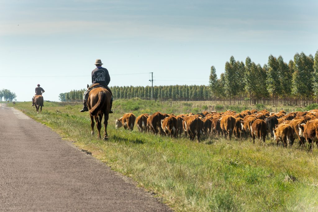 The ultimate cattle quiz