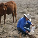 King family’s Rangeview stud, Darkan, takes out supreme Merino | Farm Weekly