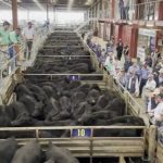 Live export policy wording echoes activist report | Farm Weekly