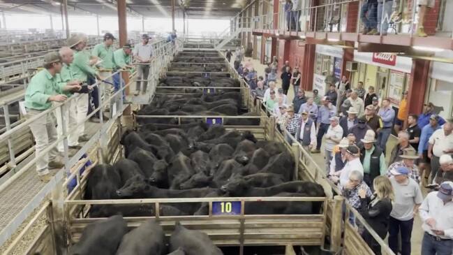 Auctioneers take the bids at Pakenham sale