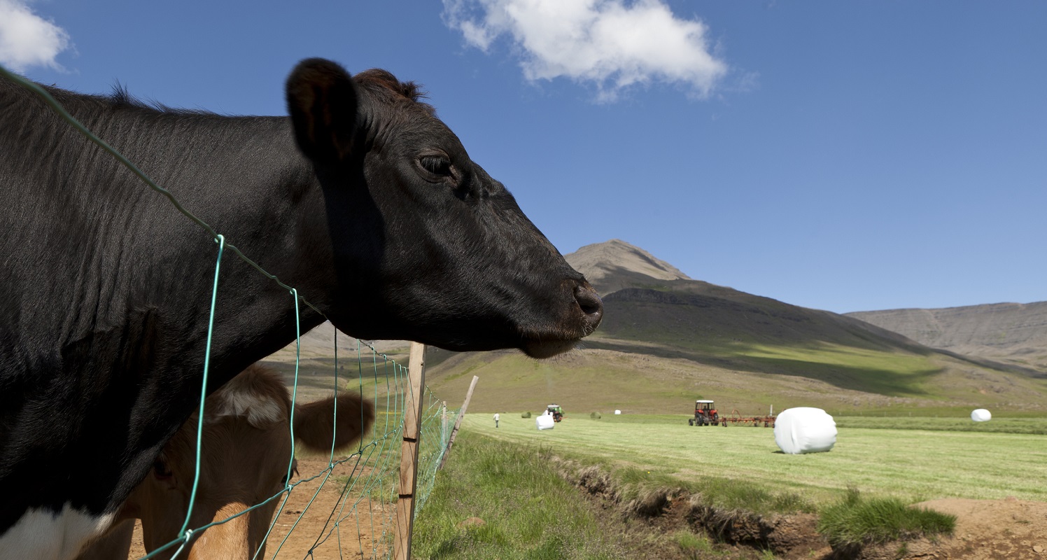 Using warm season annuals to restore hay and grazing inventory