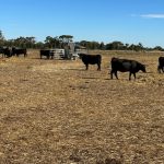 Coles first-mover in lowering retail beef prices, following cattle market trend