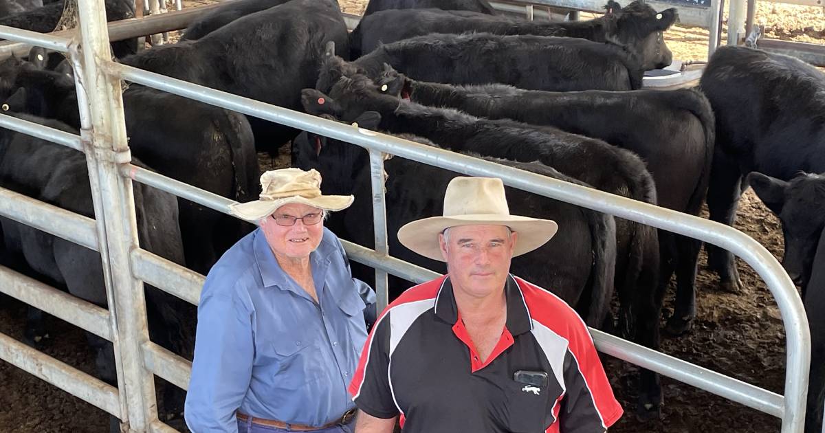 Armidale Angus steers $1568; heifers $1235