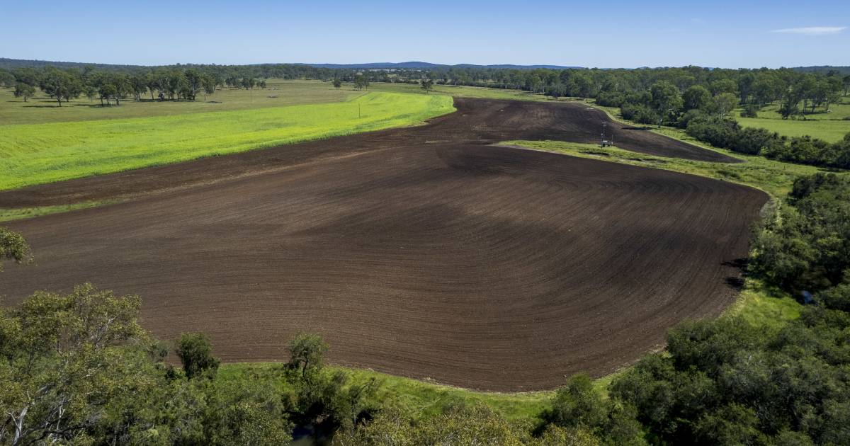 Irrigated black soil creek flats and cattle