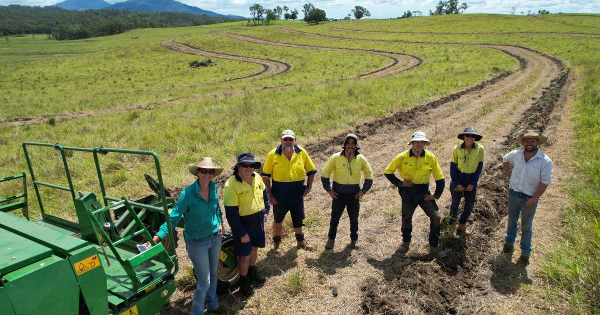 Why these graziers are planting trees to boost pasture productivity