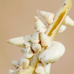 GIWA’s crop report estimates up to two-thirds of intended canola has been planted in medium to low rainfall regions | Farm Weekly