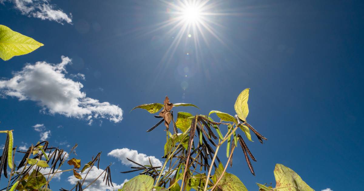 With mungbean prices at $1300/t, these farmers have grown a spring and summer crop