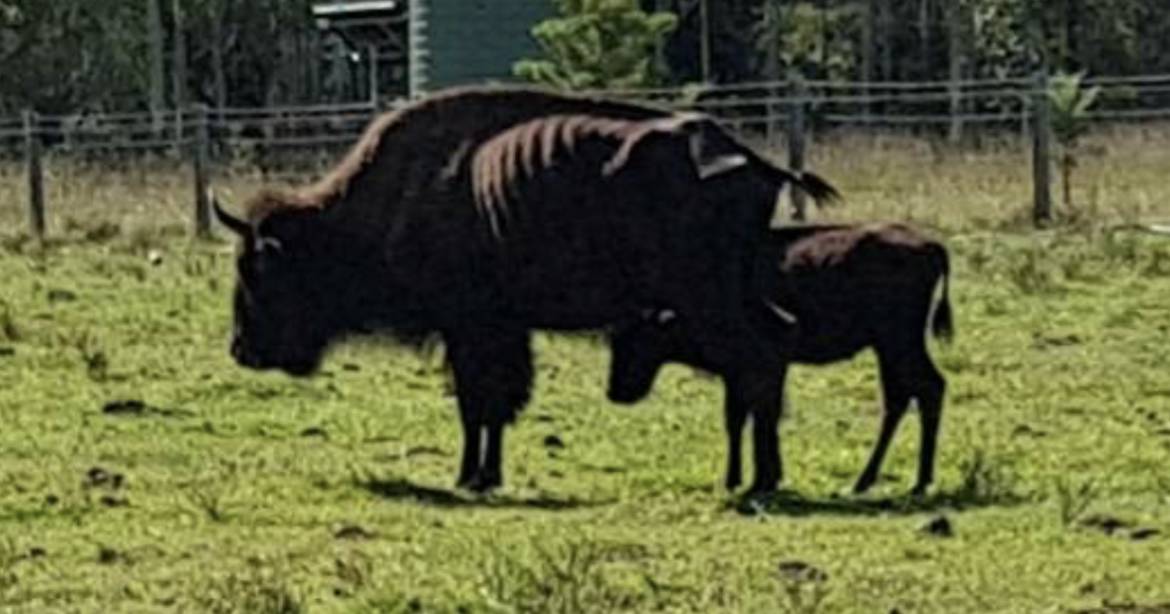 Bison herd dying, relocated, after tourist park goes into receivership | The Land