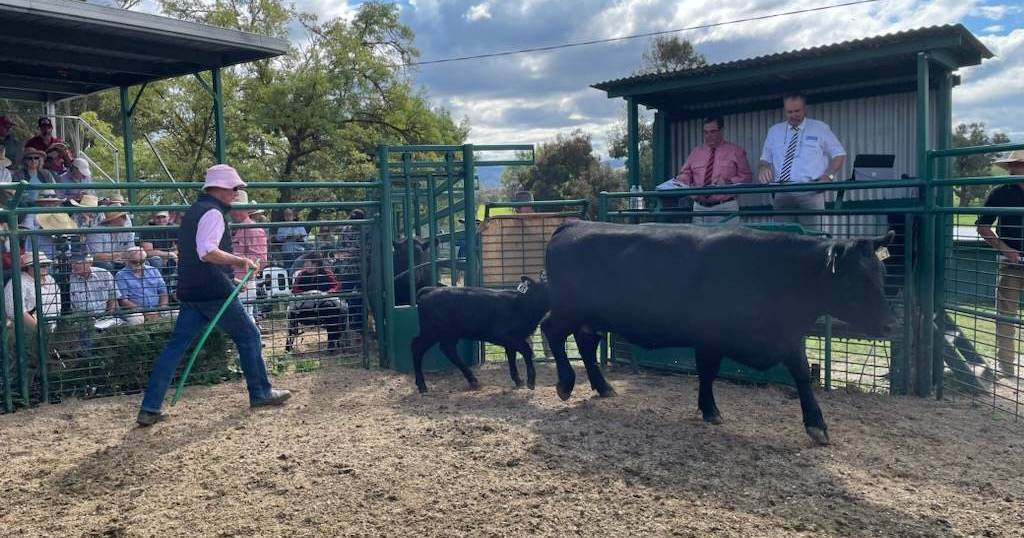 Millah Murrah female sale kicks off with early six-figure results