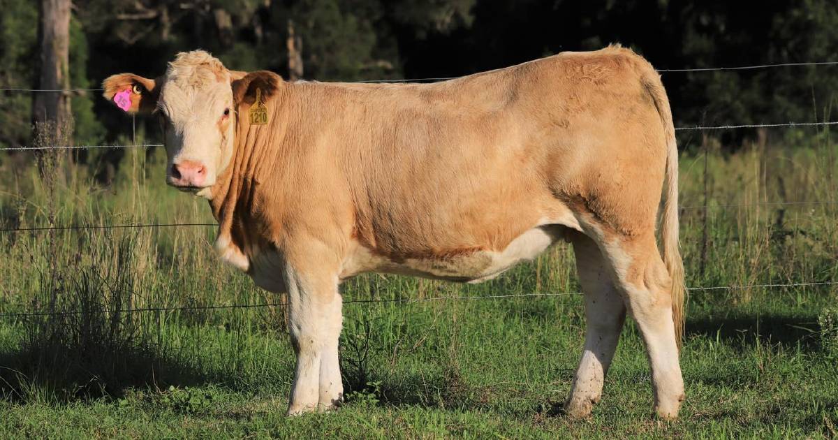 Buyers from three states vie for Clay Gully Simmental female genetics