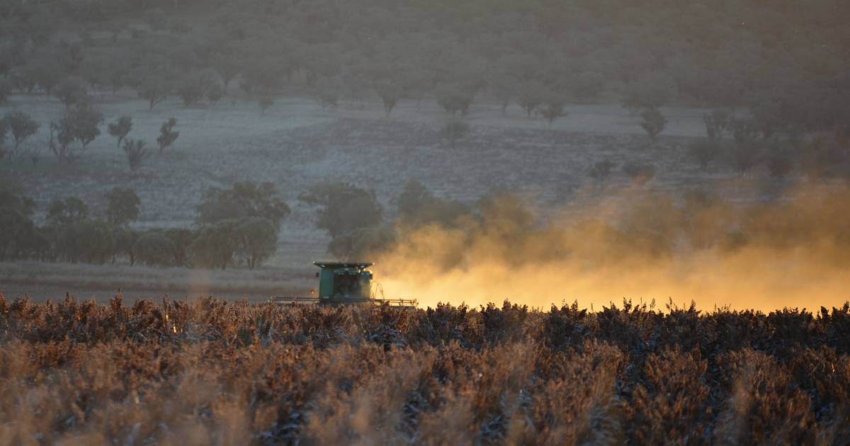 Global factors boost sorghum price