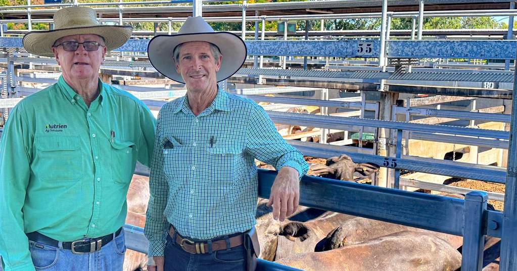 Grass finishers drive demand for light feeder steers at Gracemere