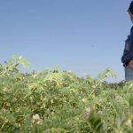 Using warm season annuals to restore hay and grazing inventory