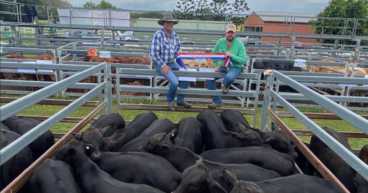 Nebo Brangus steer offering crowned champion in Sarina