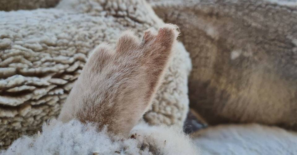 Police hunt for sheep, car and hay thieves: The Land crime wrap