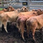 Elders Gundagai agent wins national young auctioneers title