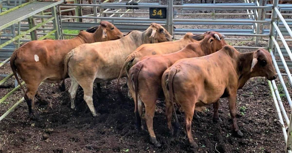 Cows 489kg sell for 224c, return $1096 at Mareeba | North Queensland Register