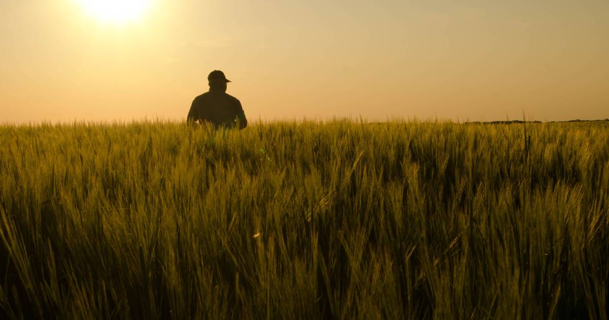 Crop farmers keep close watch on weather forecasts and market opportunities