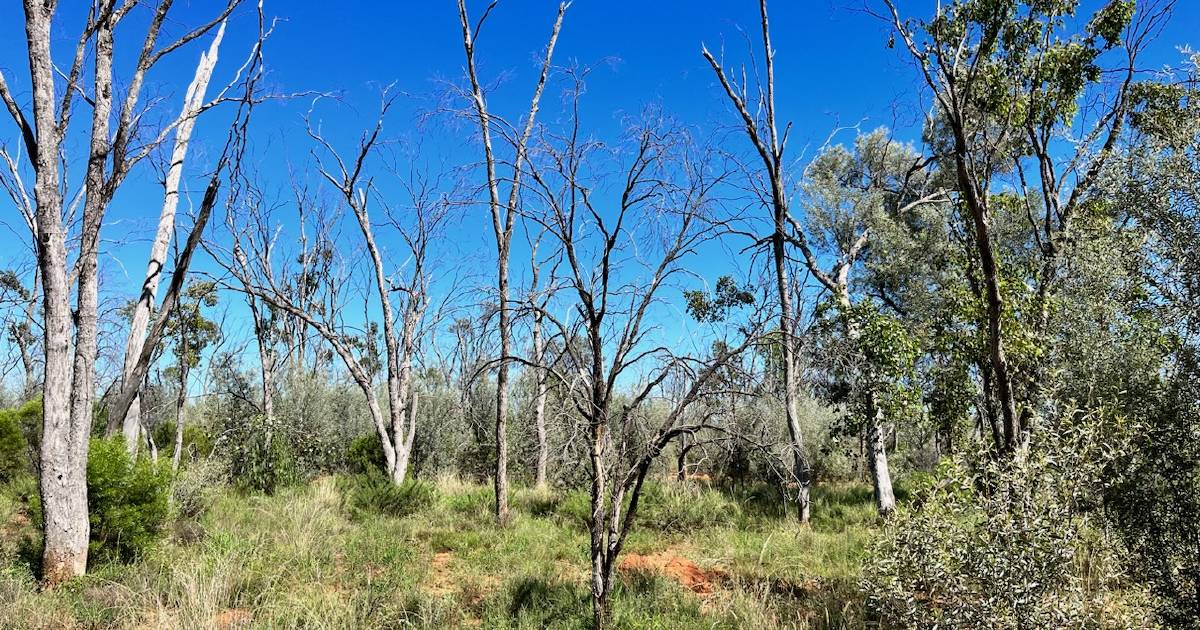 Bidjara Elder calls for mulga vegetation code rewrite