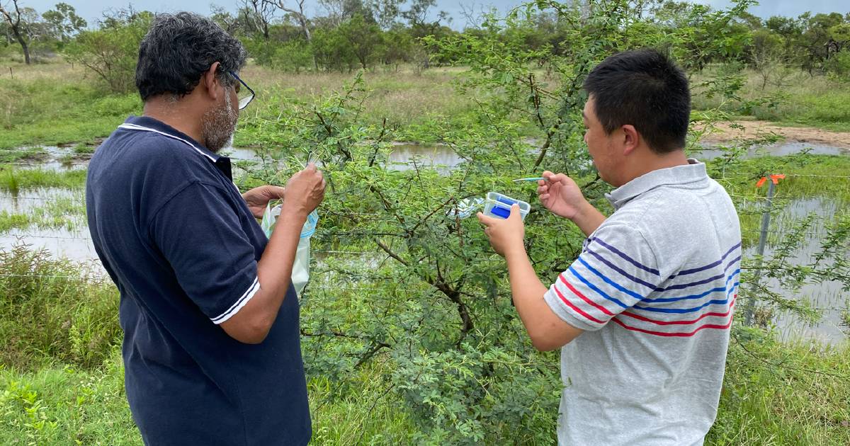 Australian landowners engage new biological control agents for problem weeds | The Land