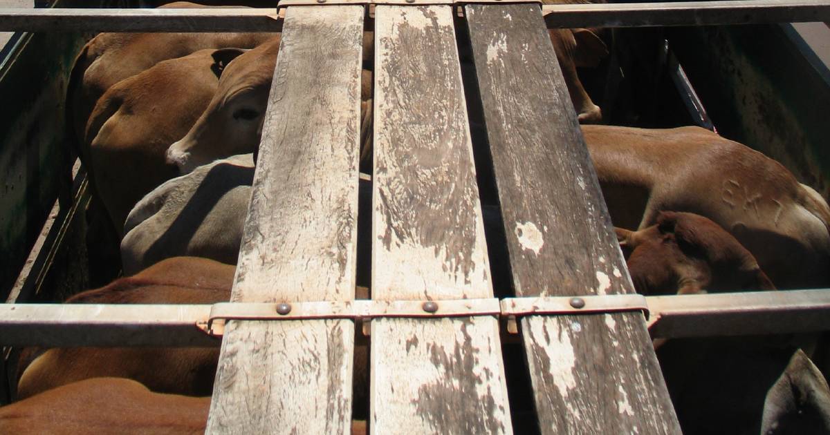 Nutrien Livestock’s Leon Giglia is worried about the future of live cattle exports. | Farm Weekly