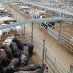 Top 25 Lotfeeders: could shed structures move feedlots into new areas?