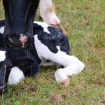 Man flown to hospital after colliding with dingo whilst mustering in CQ