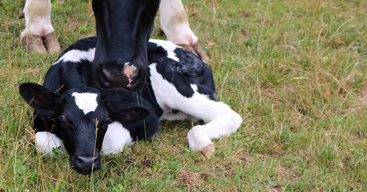 Victorian dairy farm reduces calf mortality | The Land