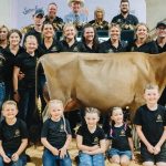 Simmental cross weaner steers top at 440c at Clermont | North Queensland Register