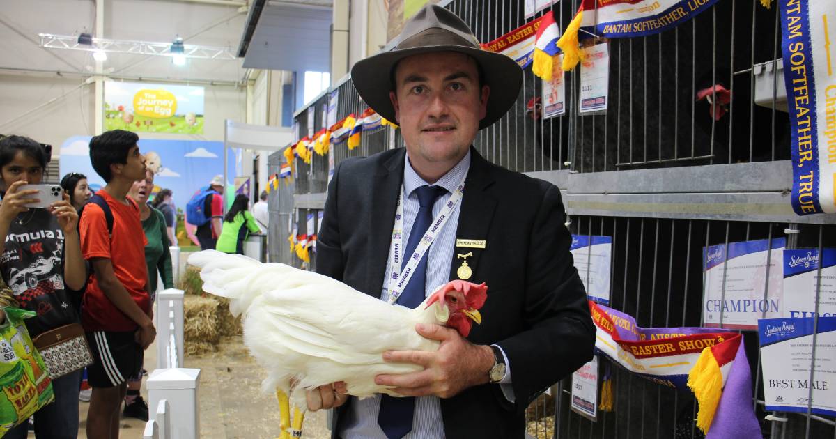 Modern Game reach $1350 at poultry and pigeon auction