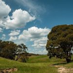 Solid competition for female cattle at Carcoar