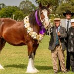 Corriedale lambs take the grand ribbons