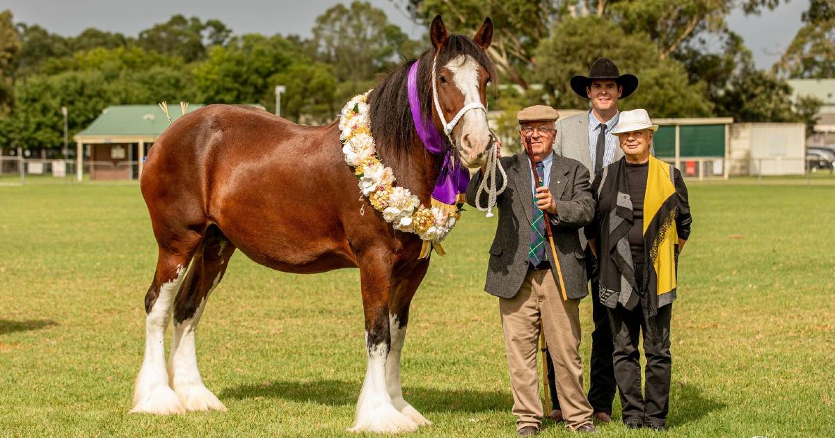 Heavy horse power on show at Hawkesbury