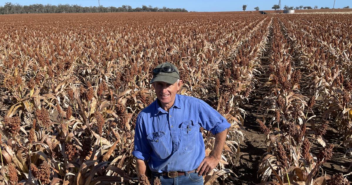 Sorghum season a winner