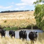 Mid North Coast dairy's perfect island home