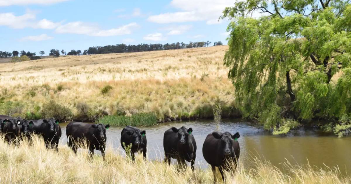 Arable grazing country makes $4573/acre