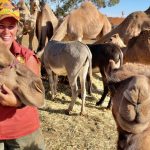 Steers reach 452c at Roma store sale