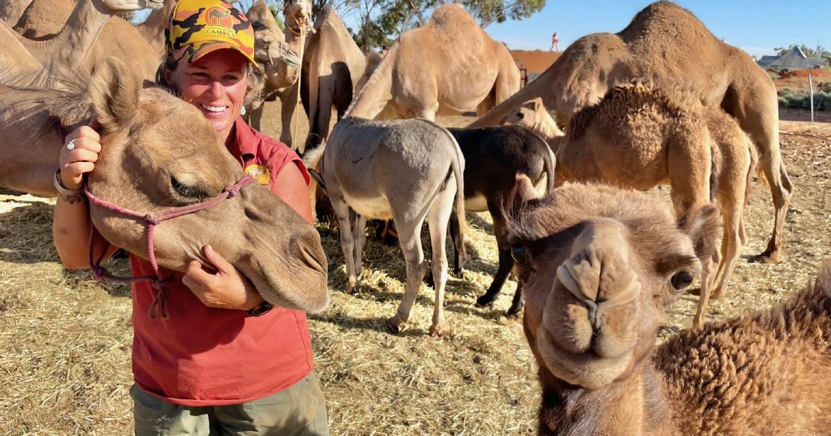 Ships' ahoy, camel-led tourism rush