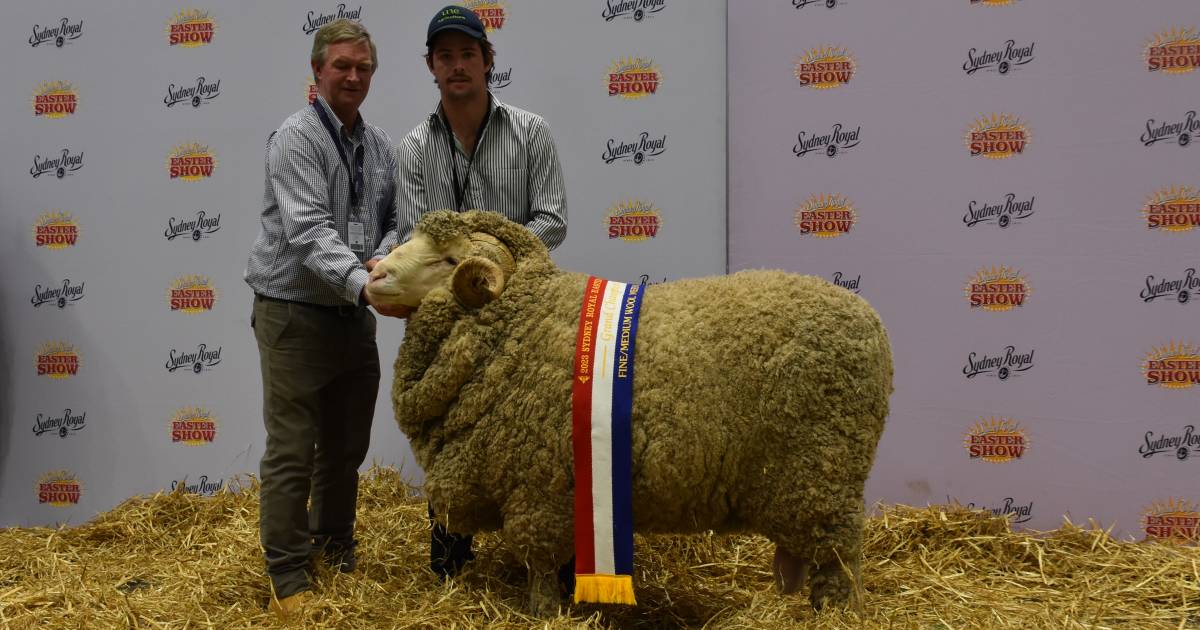 Demondrille, Adina awarded fine medium wool championships