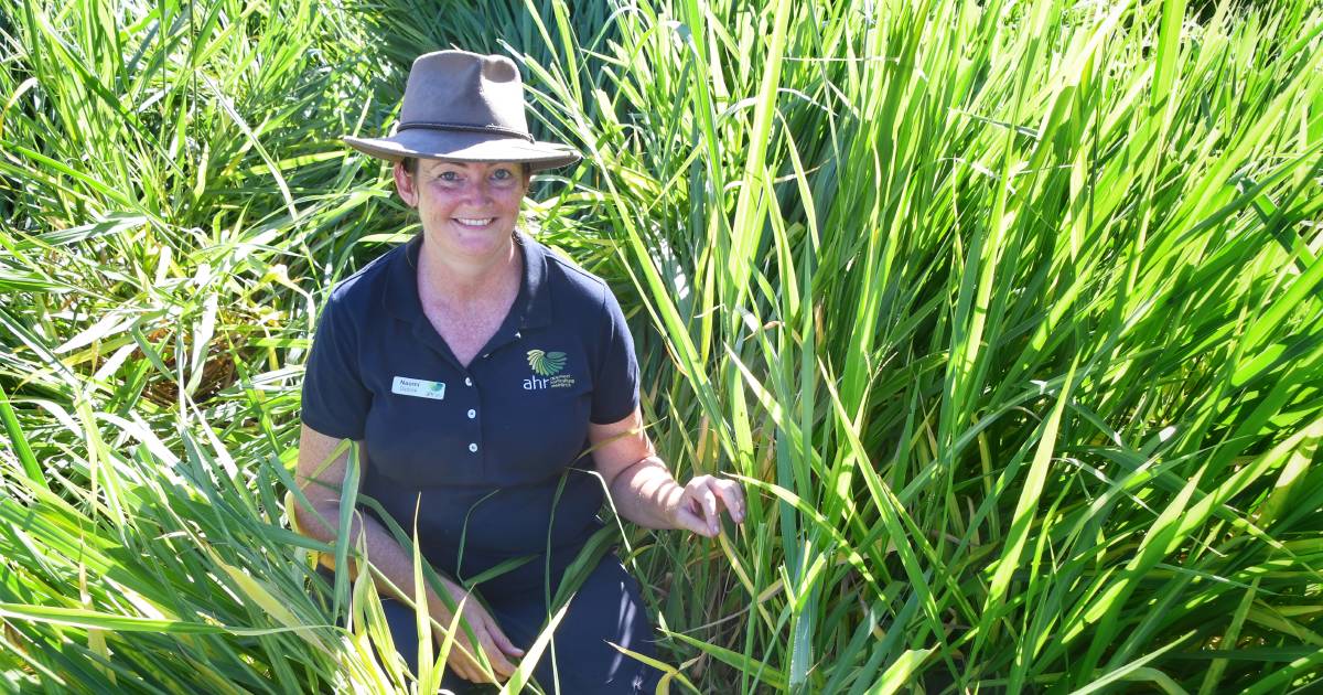 How gaziers can combat pasture dieback