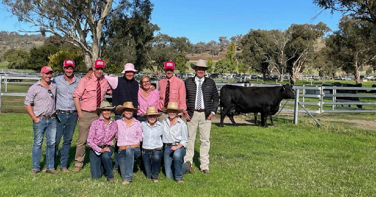 Millah Murrah female sale records steller average