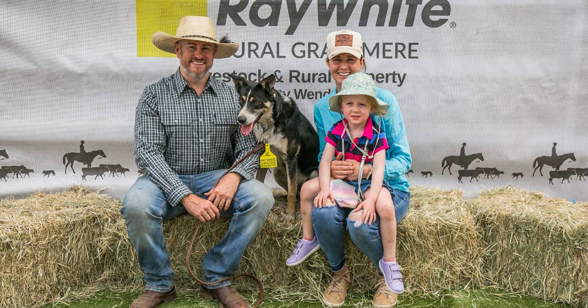 Australian Border Collie record broken at Rockhampton Working Dog Sale