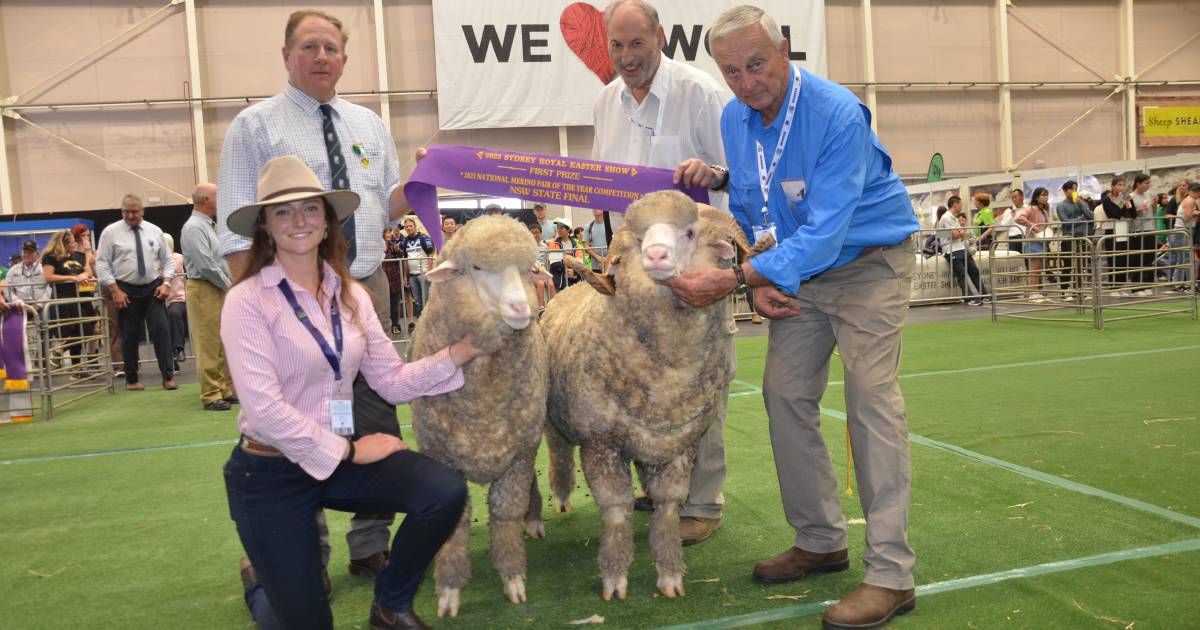 Hollow Mount Merinos maintains stronghold in state pairs judging