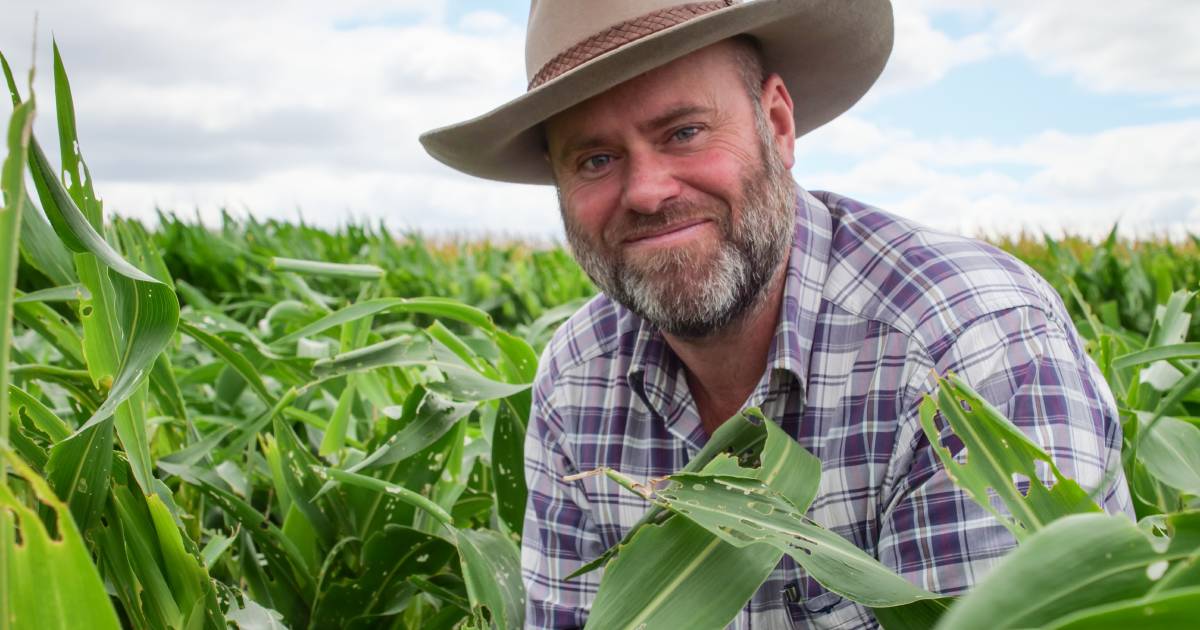 Fall armyworm's broadacre threat trialled