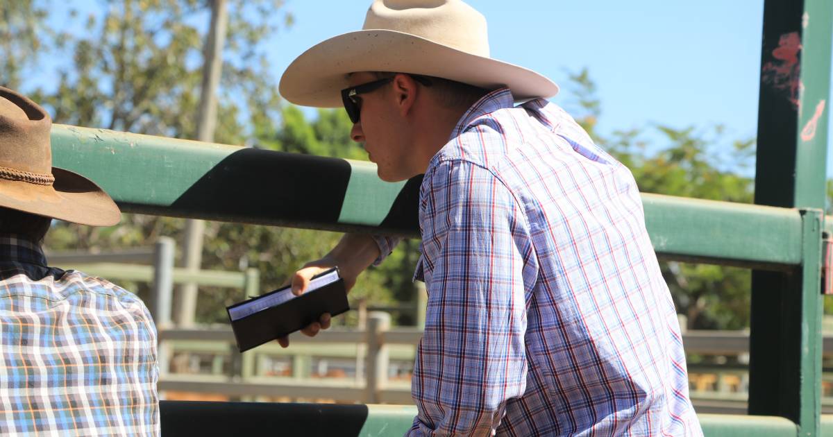 Kimberley weaners boost Blackall yarding