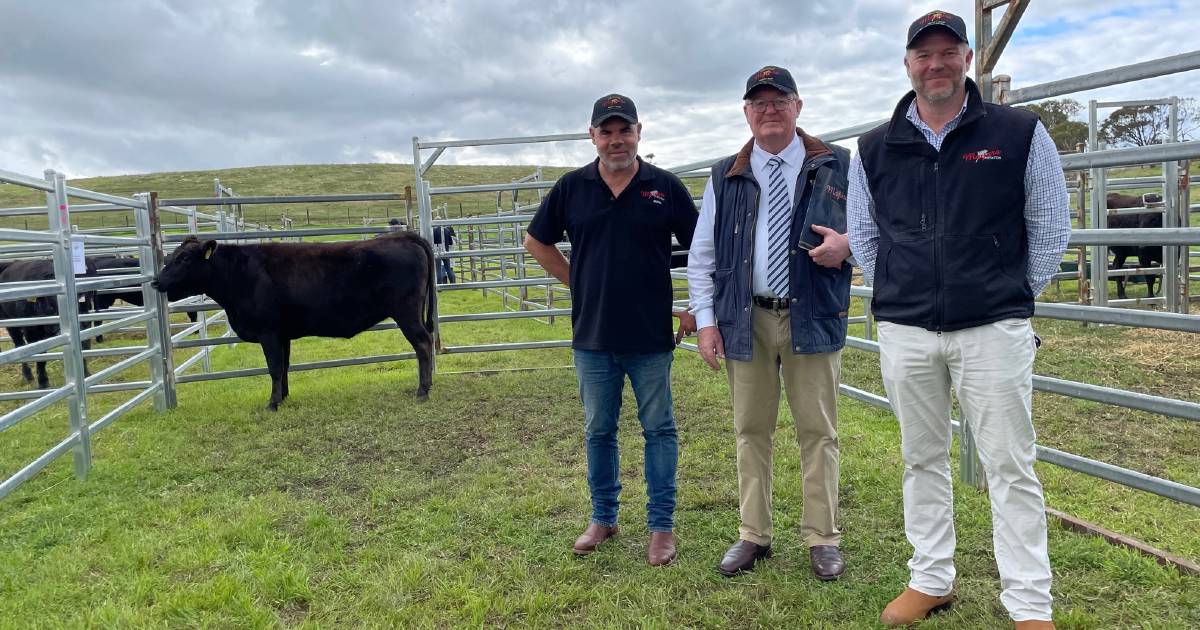 Hewitt Cattle Company among big spenders at Mayura Wagyu sale